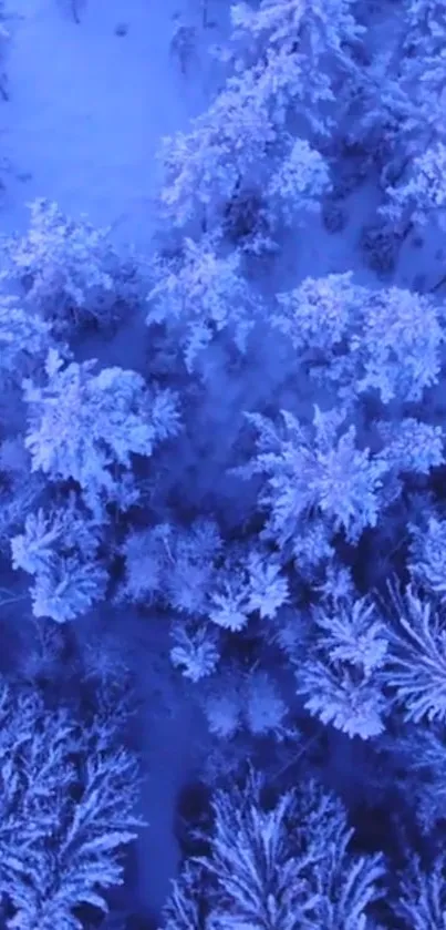 Aerial view of a snow-covered forest with frosted trees and deep blue tones.