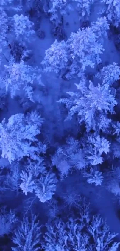 Aerial view of snowy blue-tinted trees in a winter forest.