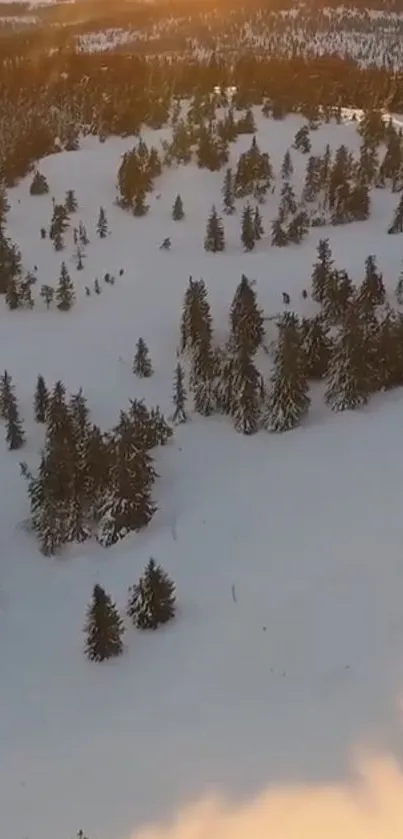 Aerial view of snow-covered trees and landscape during sunrise in winter.