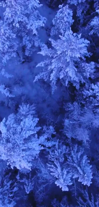 Aerial view of snow-covered blue trees in a winter forest.