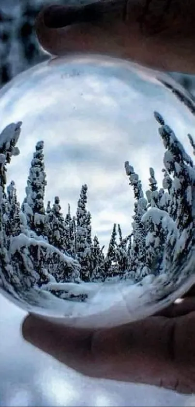 Crystal ball captures a snowy forest scene with trees under a blue sky.