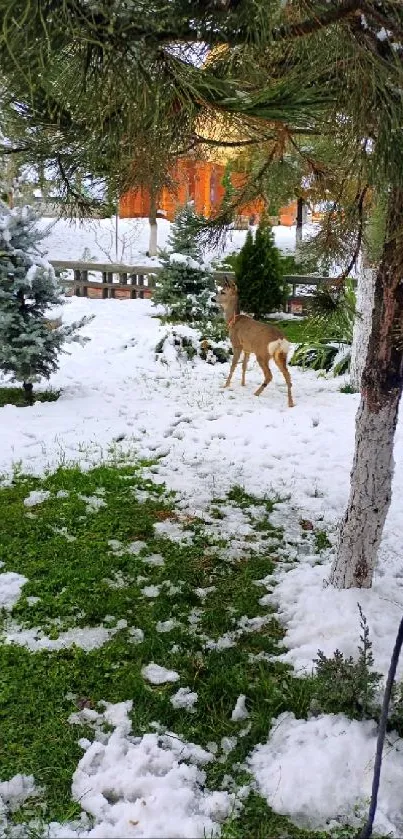 Deer standing amid snow-covered pines and grass in winter woodland.