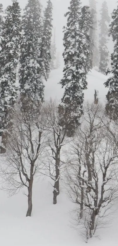 Snow-covered forest with tall trees in a serene winter landscape.