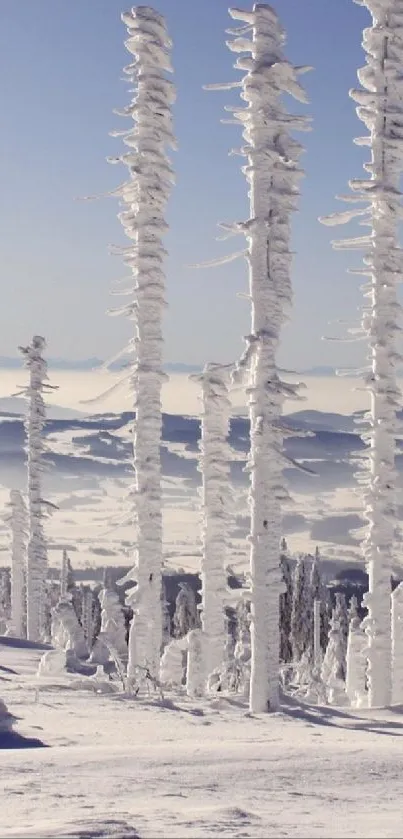 Snow-covered trees in a winter forest with a clear blue sky.