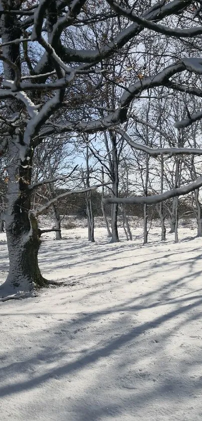 Serene snow-covered forest with shadows and blue sky.