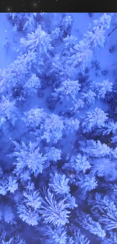 Aerial view of snow-covered forest in winter blue hues.