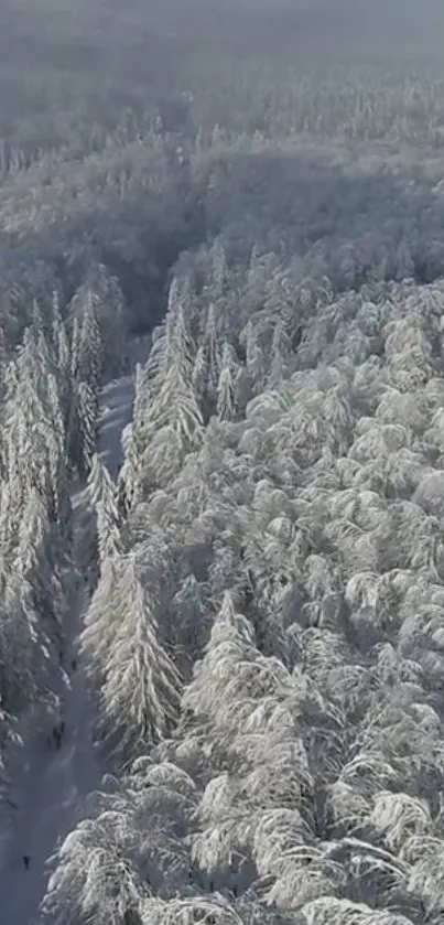 Aerial view of a snowy forest with dense, frosted trees.