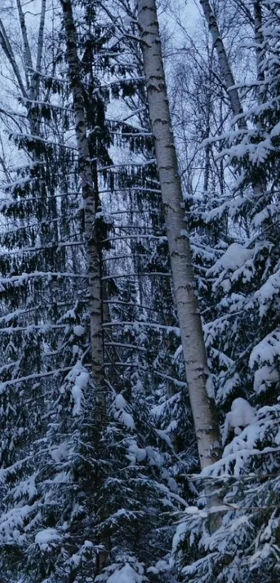 Snow-covered winter forest with tall trees.