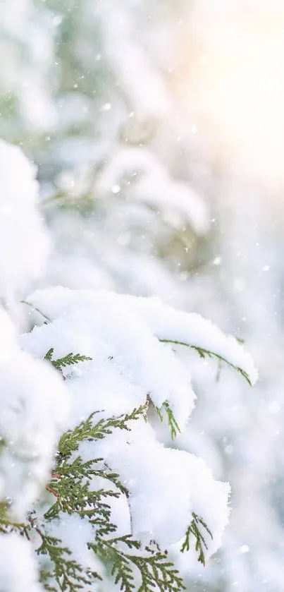 Snow-covered branches with sunlight glow in a serene winter landscape.