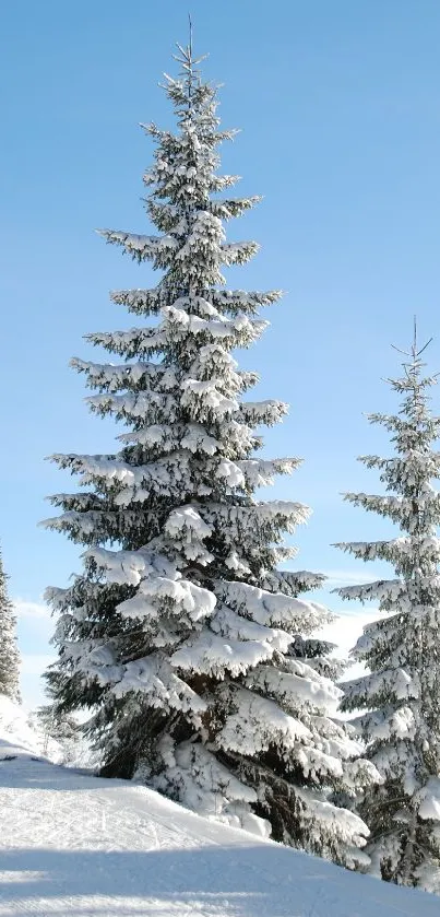 Snowy pine trees under a clear blue sky, perfect for a winter-themed phone wallpaper.