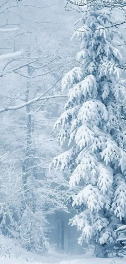 Snow-covered forest creating a serene winter wonderland scene.