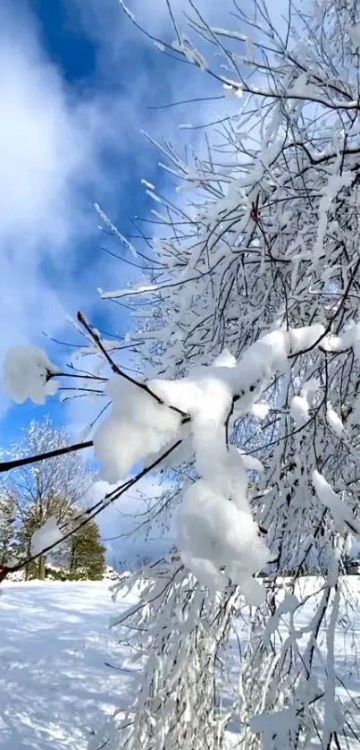 Snow-covered branches with a blue sky background.