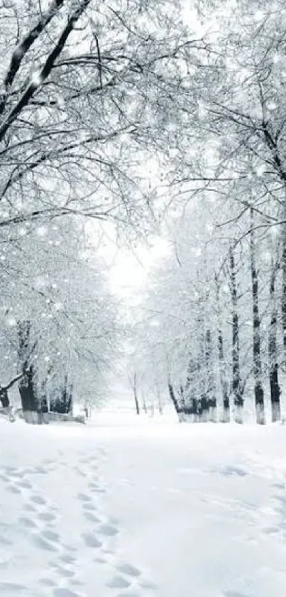 Serene winter forest wallpaper with snowy path and frosted trees.