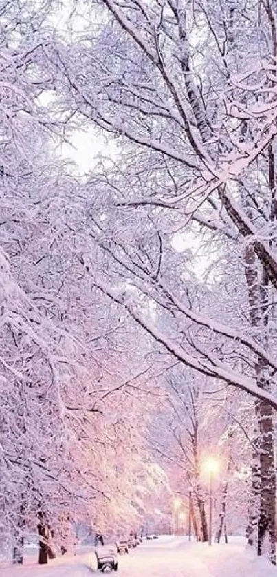 Snow-covered trees in a serene winter wonderland.