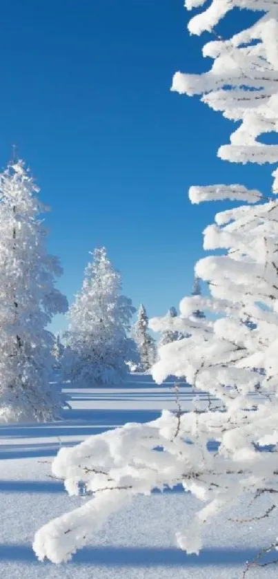 Snowy winter landscape with blue sky and frosty trees.