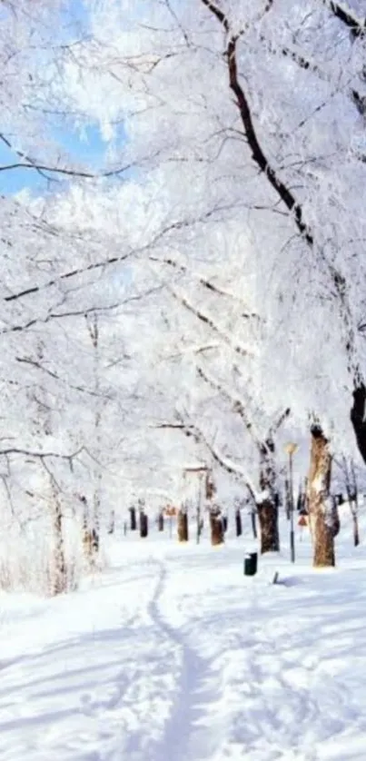 Snow-covered trees in a winter landscape wallpaper.