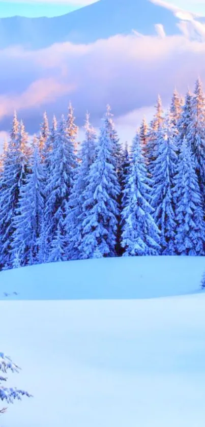 Snowy mountain landscape with frosty pine trees glowing in twilight.