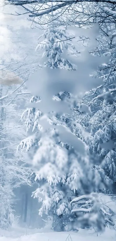 Beautiful snowy forest with frosty trees and serene winter atmosphere.