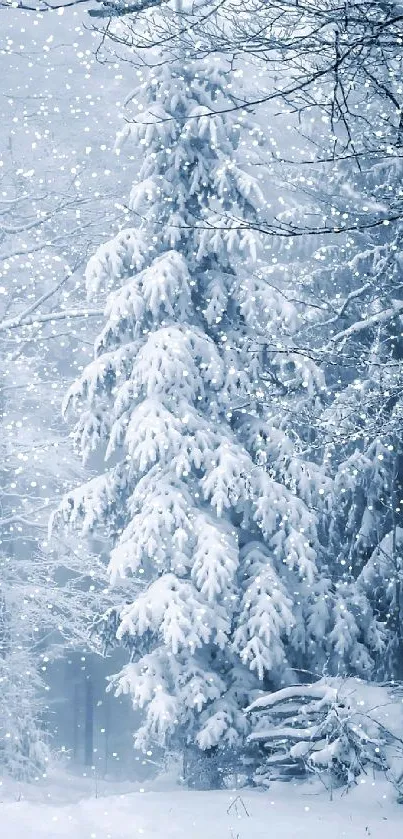 Serene winter forest scene with snow-covered trees.