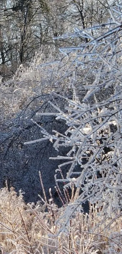 Icy branches in a winter landscape.