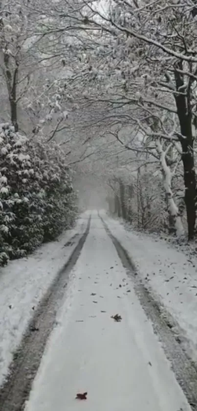 Peaceful snowy path through a winter forest.