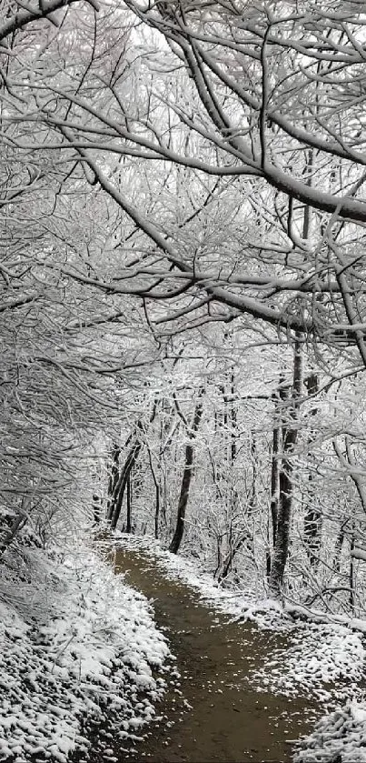 A snow-covered path winds through a serene winter forest.