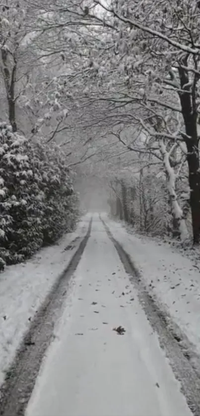 Snow-covered path in a tranquil winter forest setting.