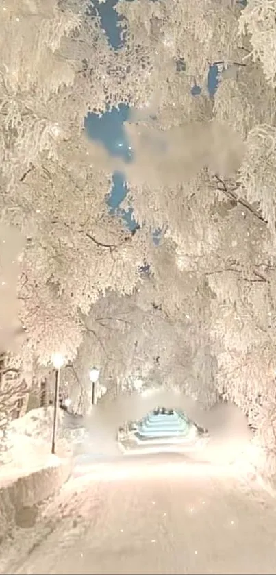 Snow-covered trees create a serene winter path.