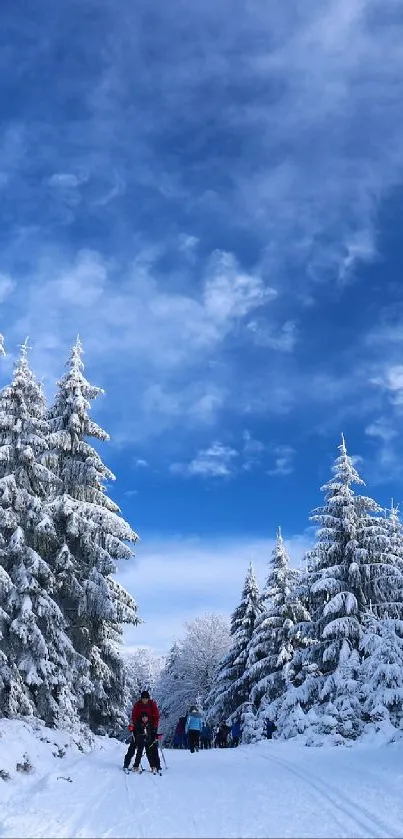 Snowy forest pathway under a vibrant blue sky.