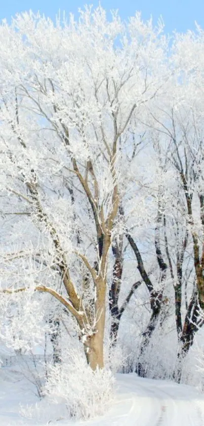 Snowy trees and path under a clear blue sky in winter scene wallpaper.