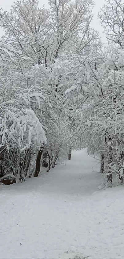 Snow-covered forest path with a bench, creating a peaceful winter scene.