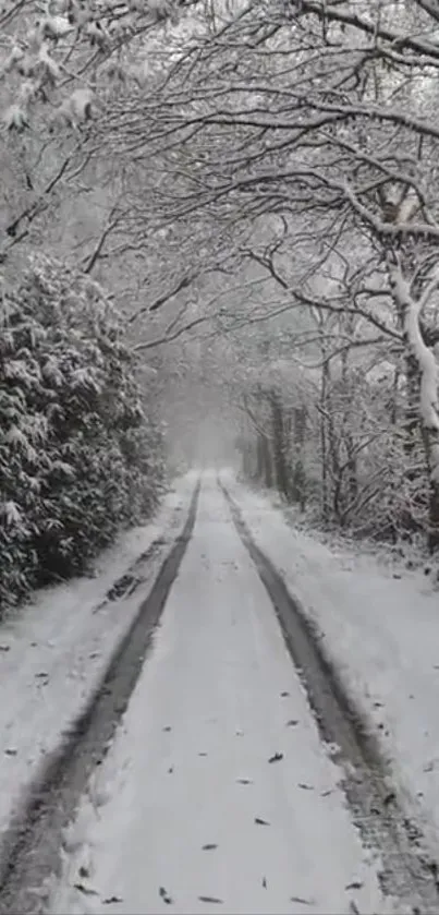 Snow-covered forest pathway winter wallpaper.