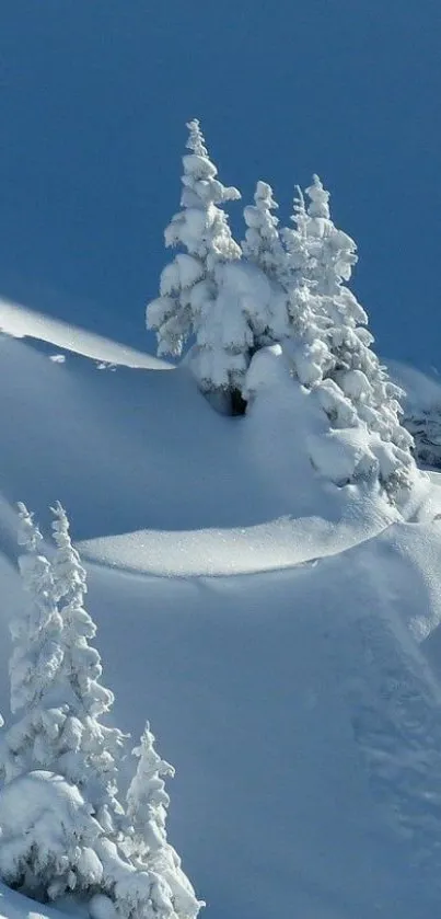 Snow-covered trees under a clear blue sky, creating a serene winter scene.