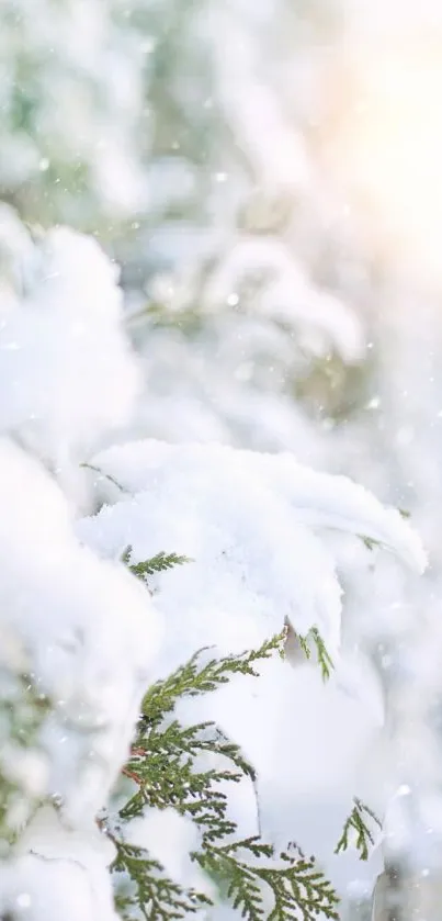 Snow-covered branches with sunlight on winter wallpaper.