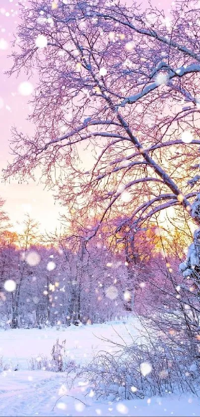 Snow-covered trees with pink sunset sky.