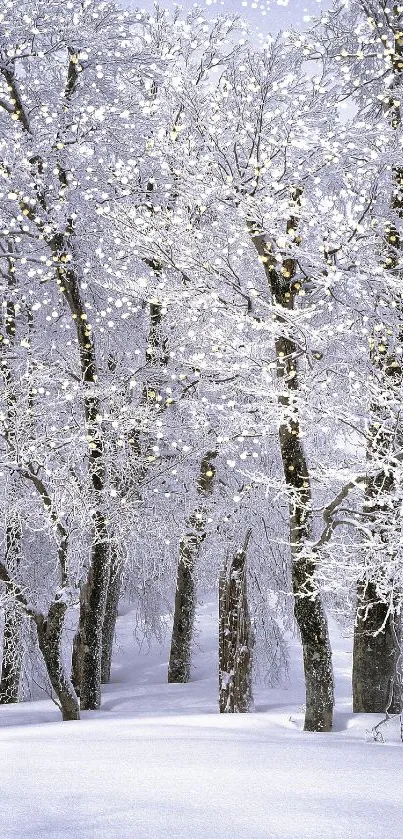 Snow-covered trees in a serene forest winter scene, perfect for backgrounds.