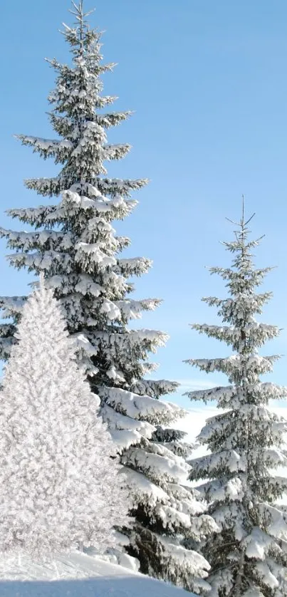 Snow-covered pine trees under a clear blue winter sky with pristine snow.