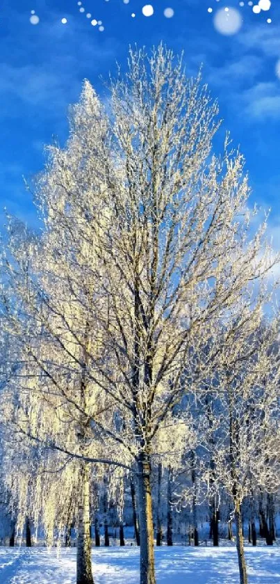 Serene winter landscape with snow-covered trees and bright blue sky.