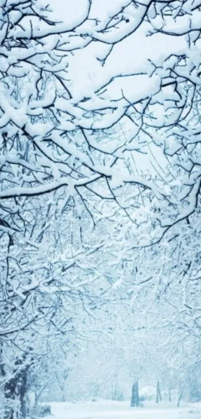 Serene snowy path with tree branches on a winter day.