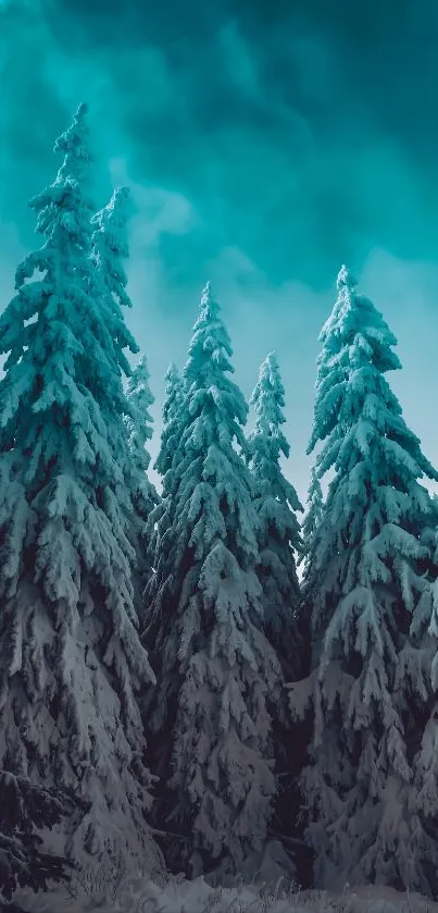 Snow-covered pine trees under a teal sky.