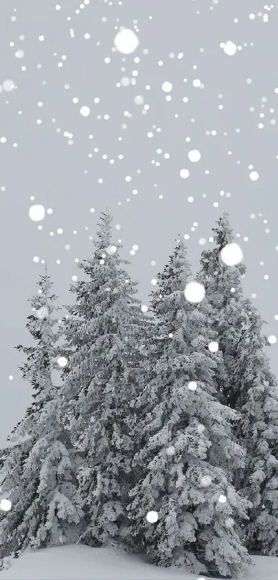 Snow-covered pine trees with gently falling snowflakes.