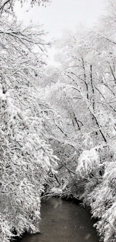 A peaceful snowy river winds through a winter wonderland of frosted trees.