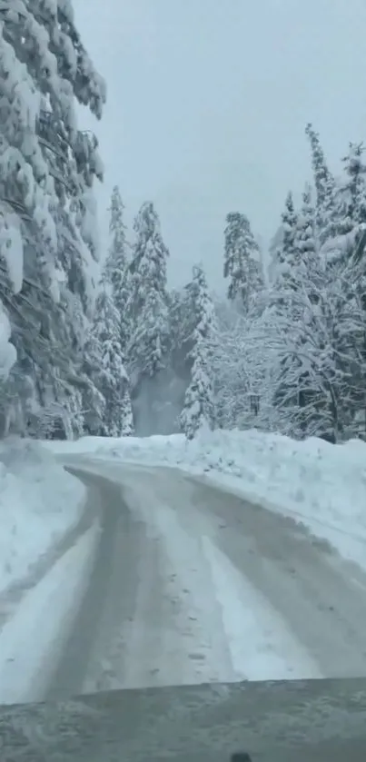 Snow-covered road through a winter forest landscape.