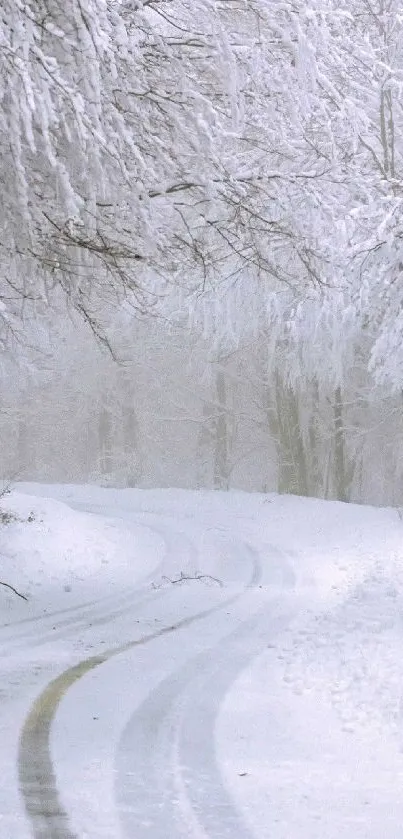 A snow-covered road winding through a tranquil winter forest.