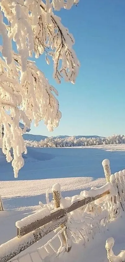 A serene winter landscape with snow-covered trees and a clear blue sky.