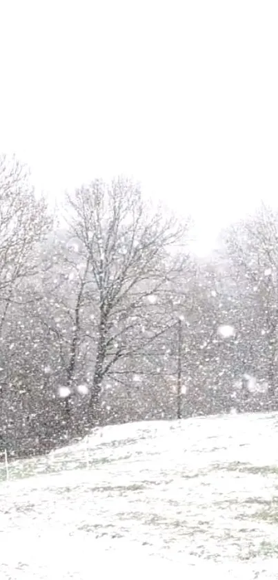 Serene snowfall in a winter landscape with trees and open ground.