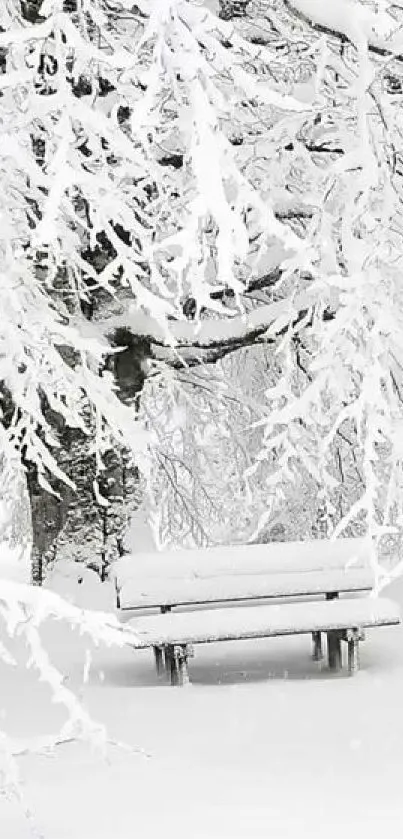 Snow-covered bench in a serene winter landscape with frosty white branches.