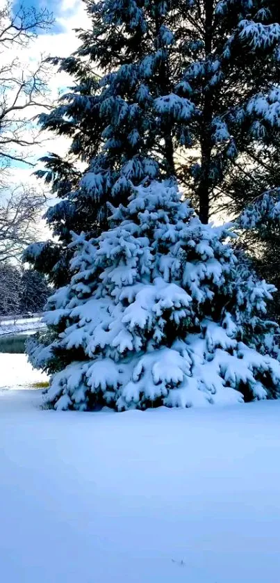 Snow-covered trees in a peaceful winter forest scene.