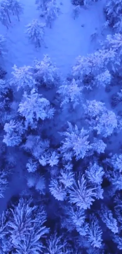 Aerial view of a snowy forest in winter, with frosty blue tones.