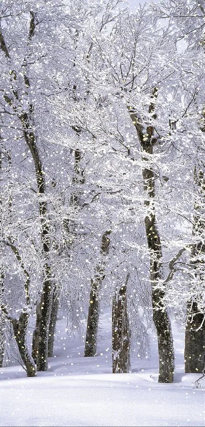 Snowy forest in winter with trees covered in white snow.